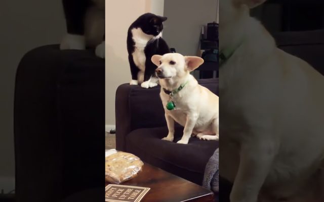 WATCH: Cat Thinks Long & Hard Before Swatting Unsuspecting Dog