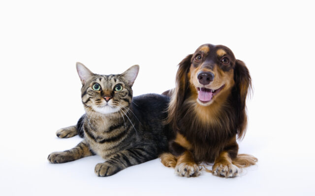 The Average Pet Owner Has Six “Pet Panics” a Month